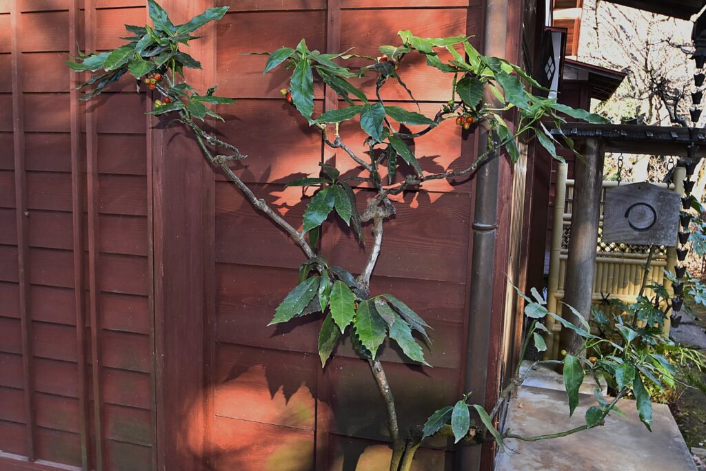 Japanese-Aucuba-Aucuba-japonica