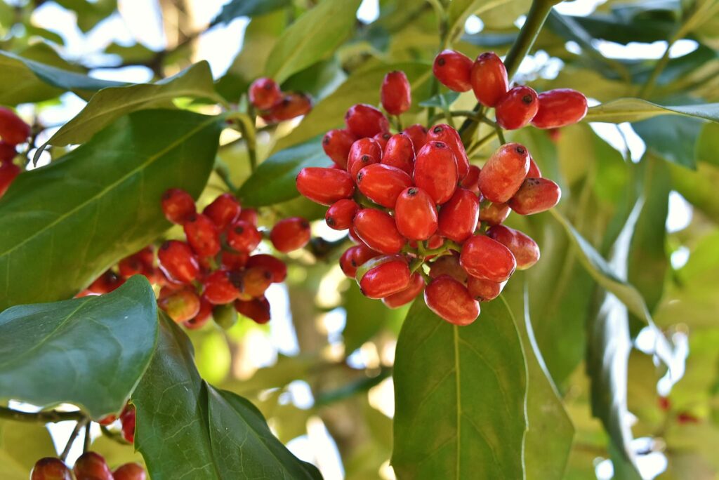 Japanese-Aucuba-Aucuba-japonica