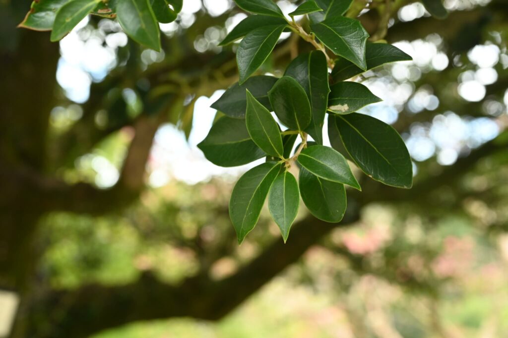 False-Holly-Osmanthus-heterophyllus