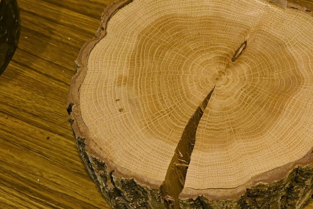 Konara Oak (Quercus serrata)