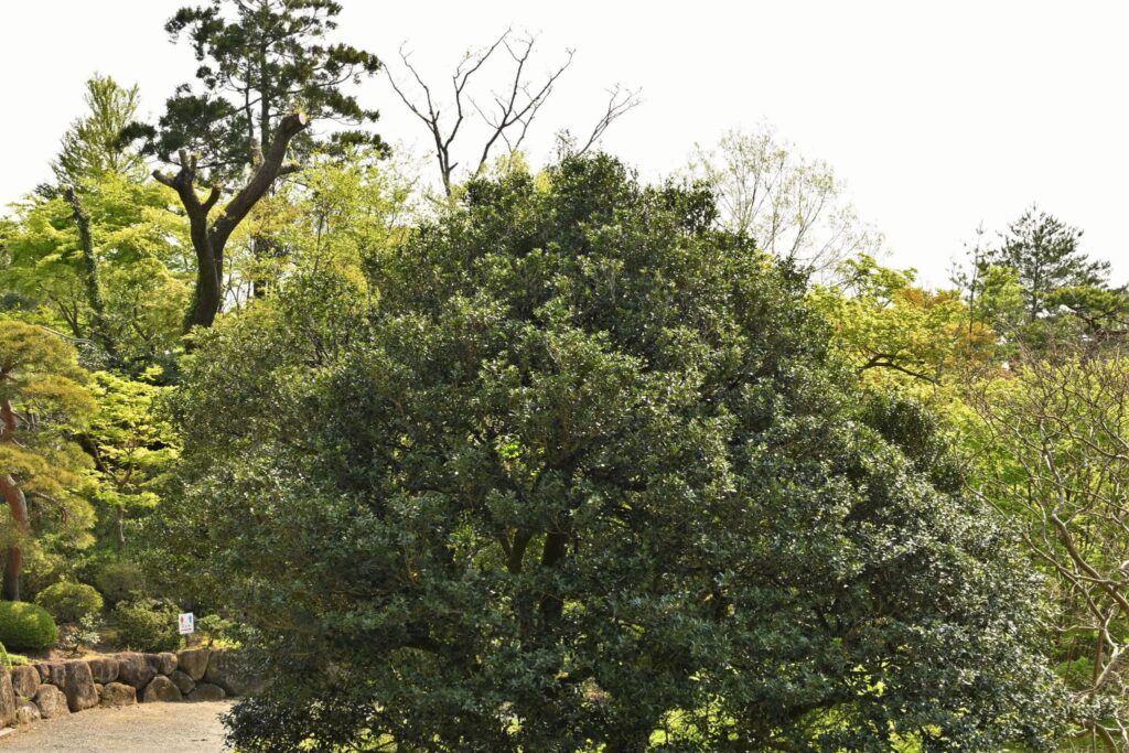 False-Holly-Osmanthus-heterophyllus