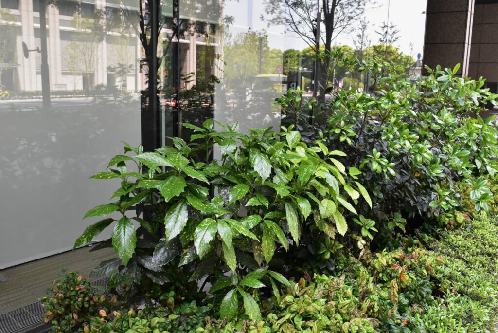 Japanese-Aucuba-Aucuba-japonica