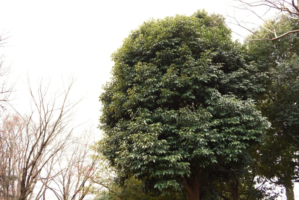 Japanese-Blue-Oak-Quercus-glauca