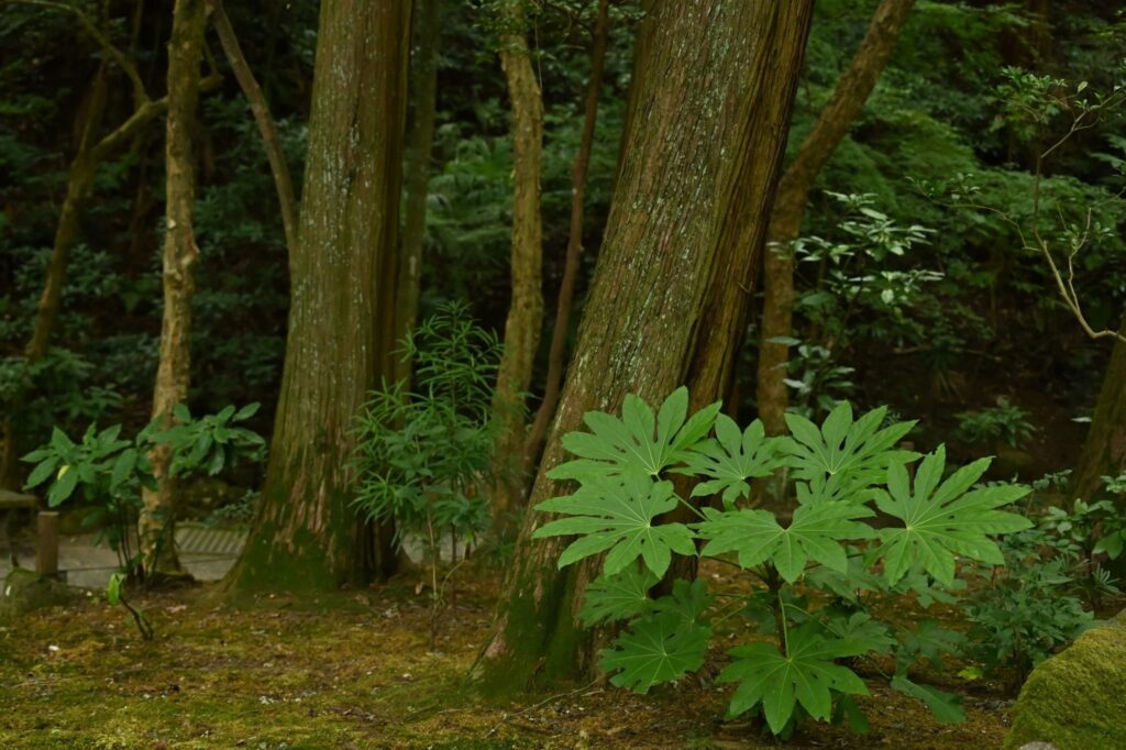Japanese-Aralia-Fatsia-japonica