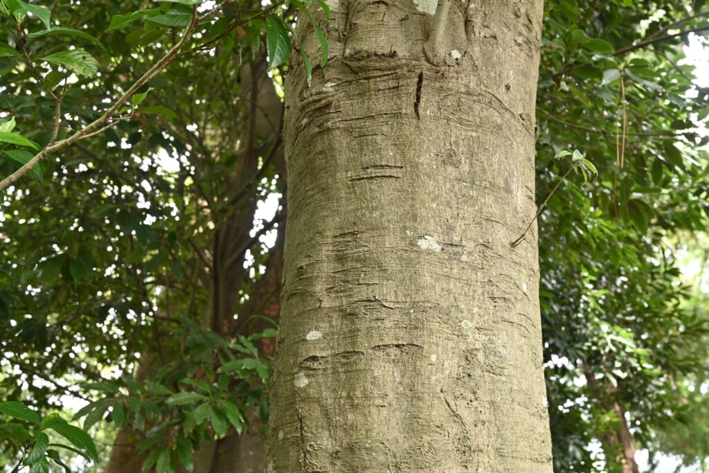 Japanese-Blue-Oak-Quercus-glauca
