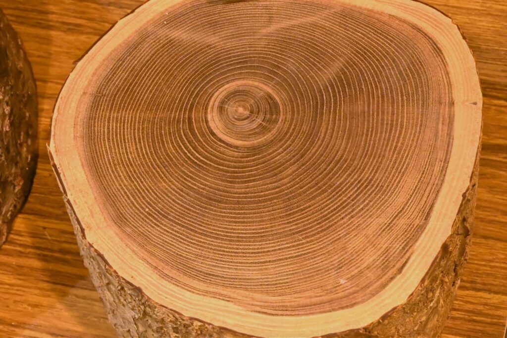 Japanese-Pagoda-Tree