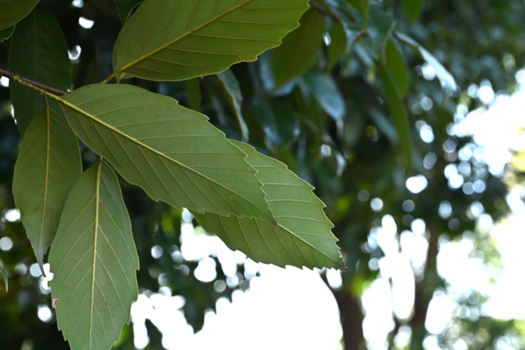 Japanese-Blue-Oak-Quercus-glauca