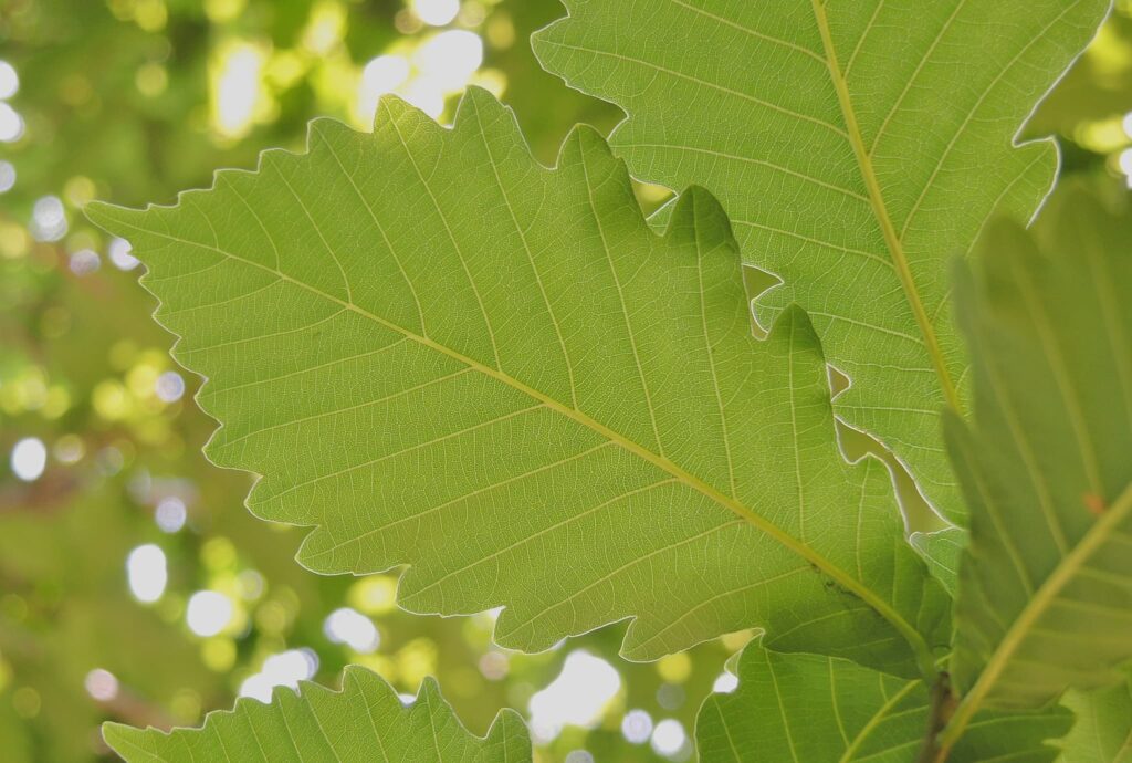 Mizunara Oak