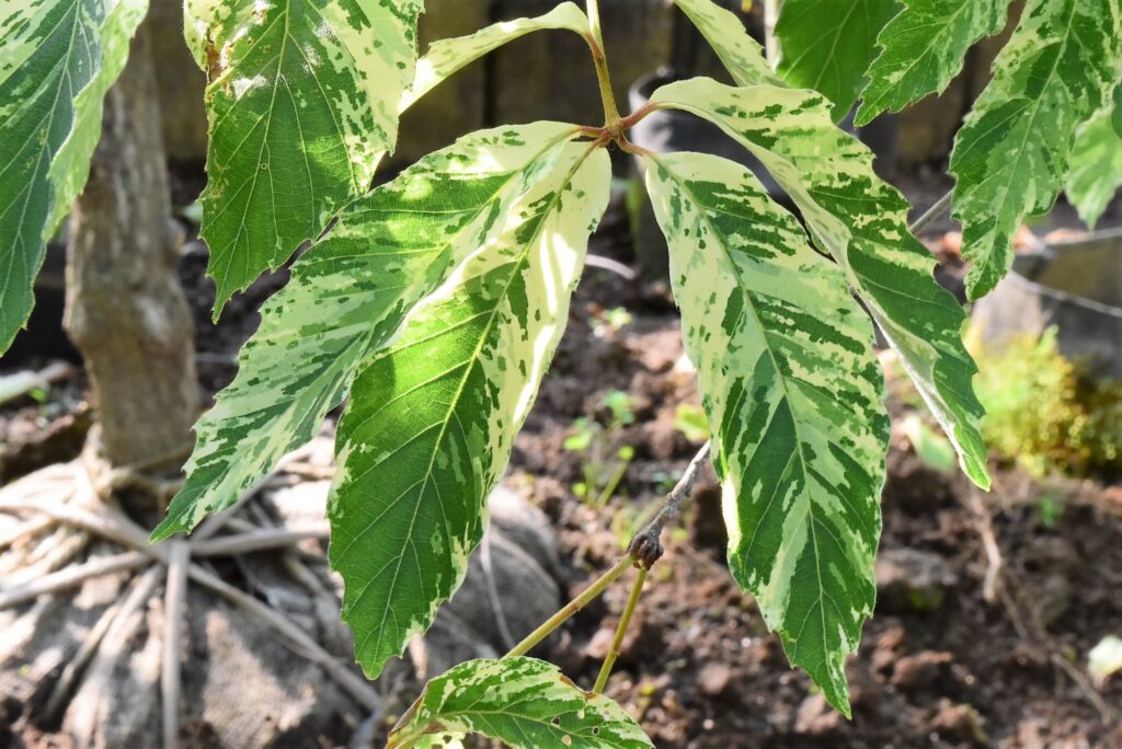 Konara Oak (Quercus serrata)