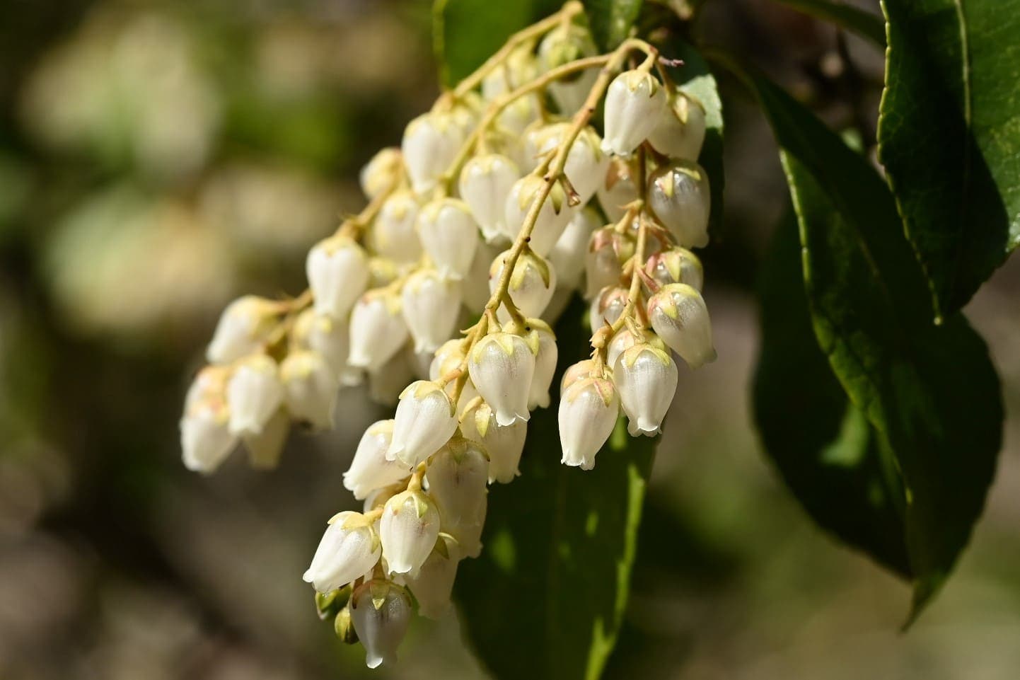 Japanese-Andromeda-Pieris japonica