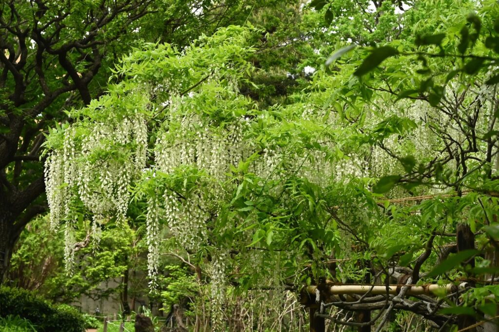 Japanese-Wisteria-Wisteria-floribunda