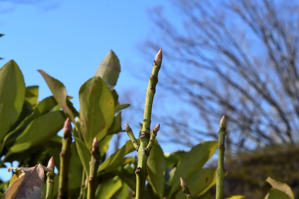 Japanese-Spindle-Euonymus-japonicus