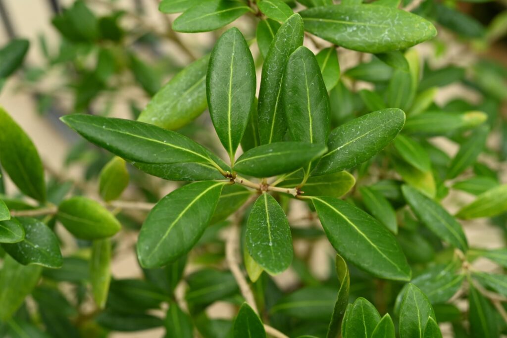 False-Holly-Osmanthus-heterophyllus