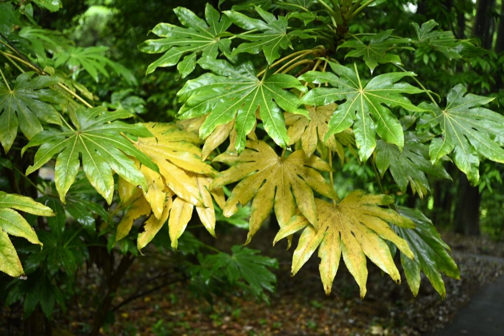 Japanese-Aralia-Fatsia-japonica