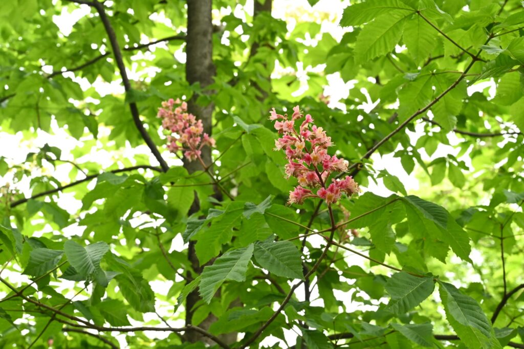 Japanese-Horse-Chestnut-Aesculus-turbinata