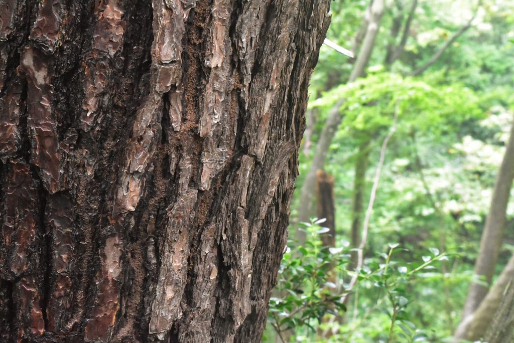 Japanese-Red-Pine-Pinus-densiflora