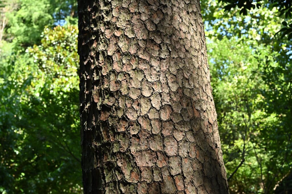 Japanese-Red-Pine-Pinus-densiflora