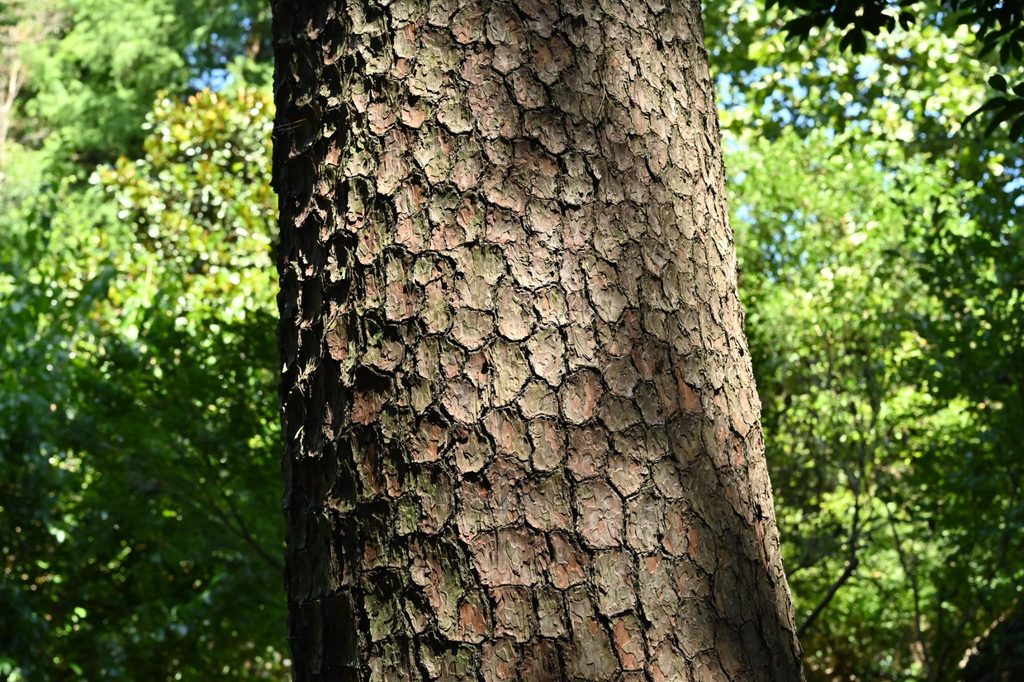 Japanese-Red-Pine-Pinus-densiflora
