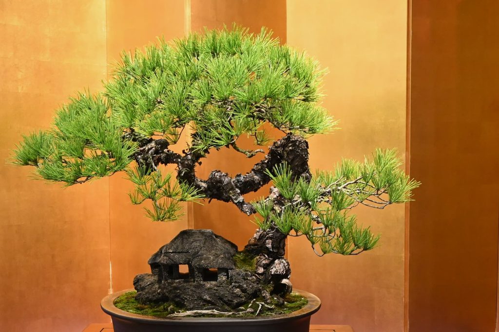 Japanese-Red-Pine-Pinus-densiflora