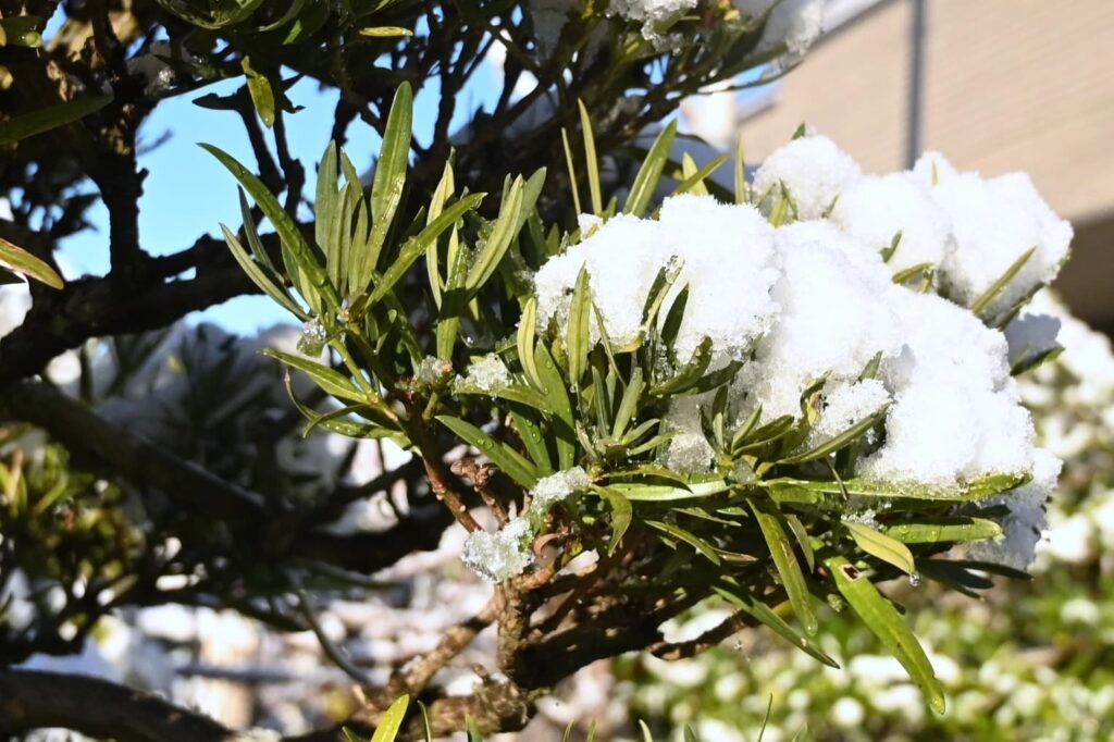 Buddhist-Pine-Podocarpus-macrophyllus