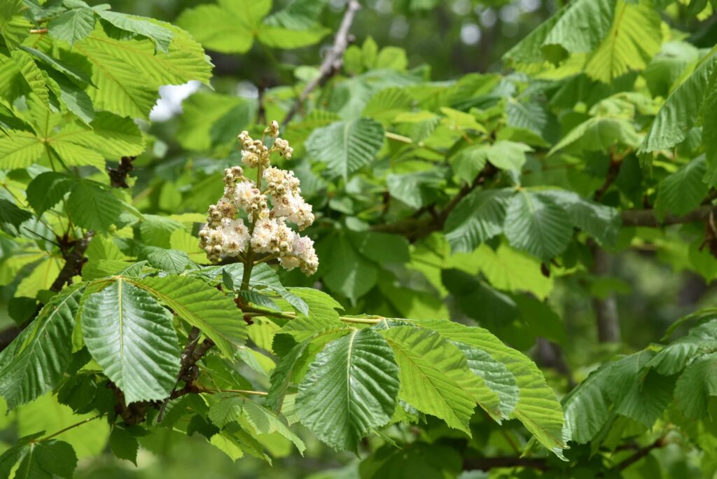 Japanese-Horse-Chestnut-Aesculus-turbinata
