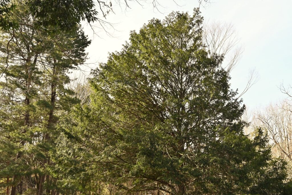 English-Yew-European-Yew-Taxus-baccata