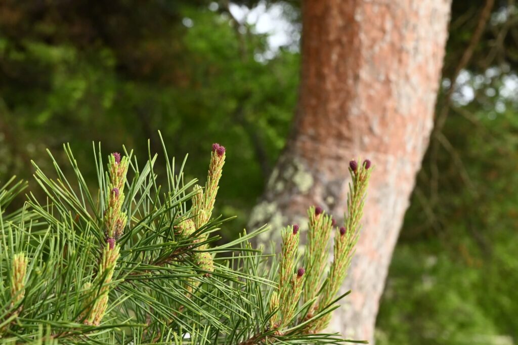 Japanese-Red-Pine-Pinus-densiflora