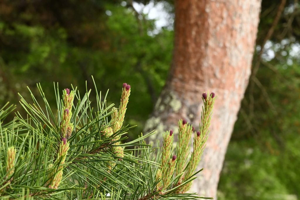 Japanese-Red-Pine-Pinus-densiflora