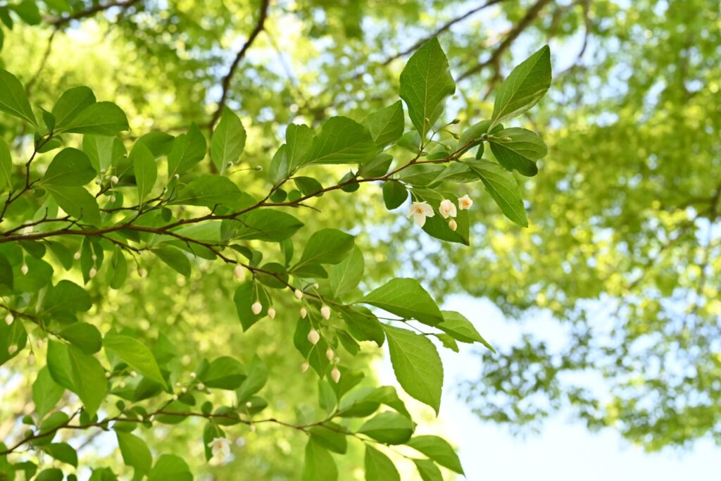 Japanese Snowbell-Styrax japonica