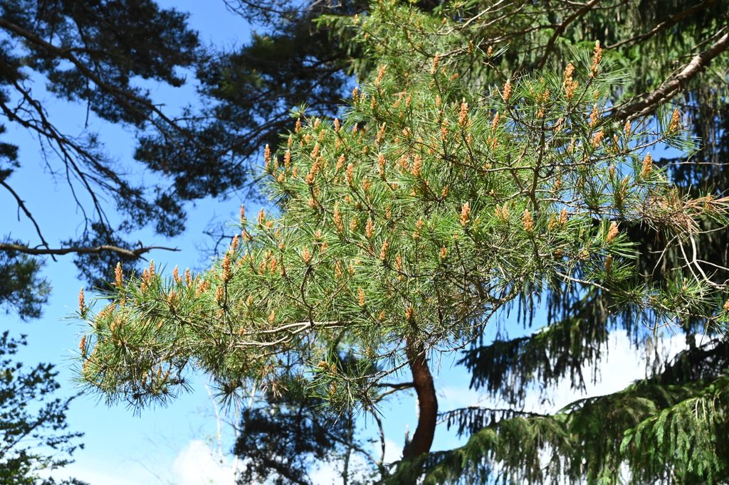Japanese-Red-Pine-Pinus-densiflora