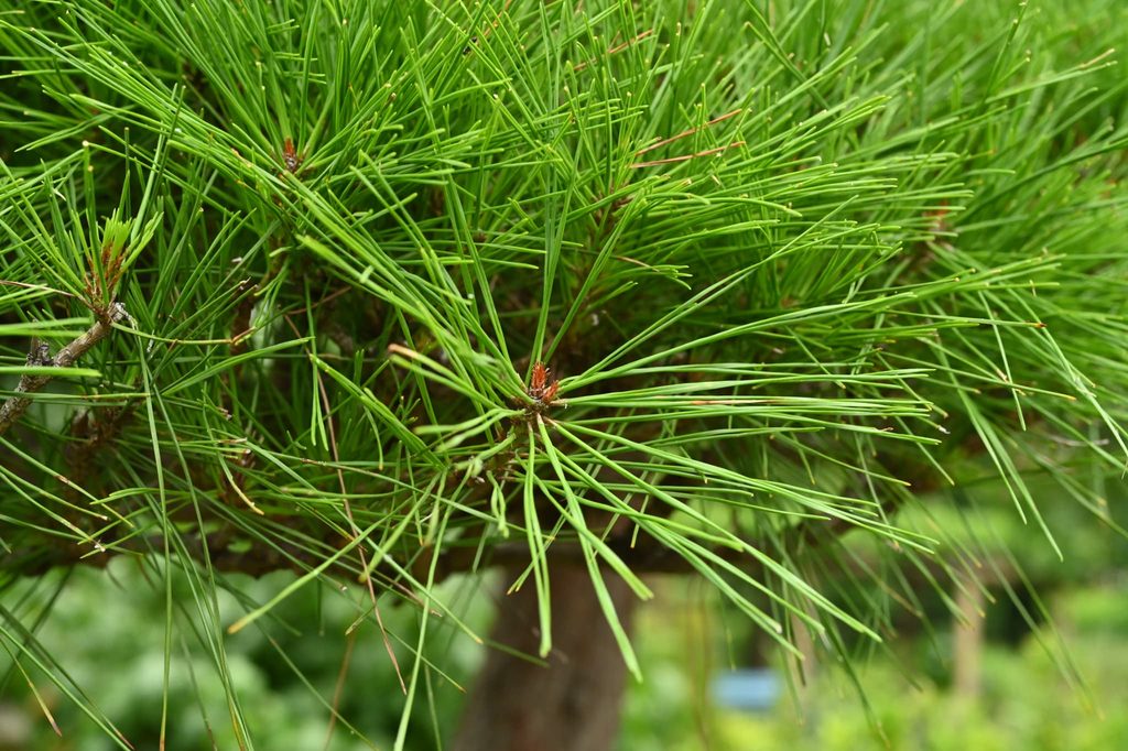 Japanese-Red-Pine-Pinus-densiflora