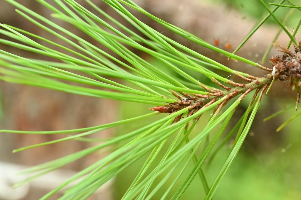 Japanese-Red-Pine-Pinus-densiflora