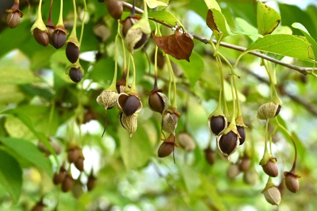 Japanese Snowbell-Styrax japonica