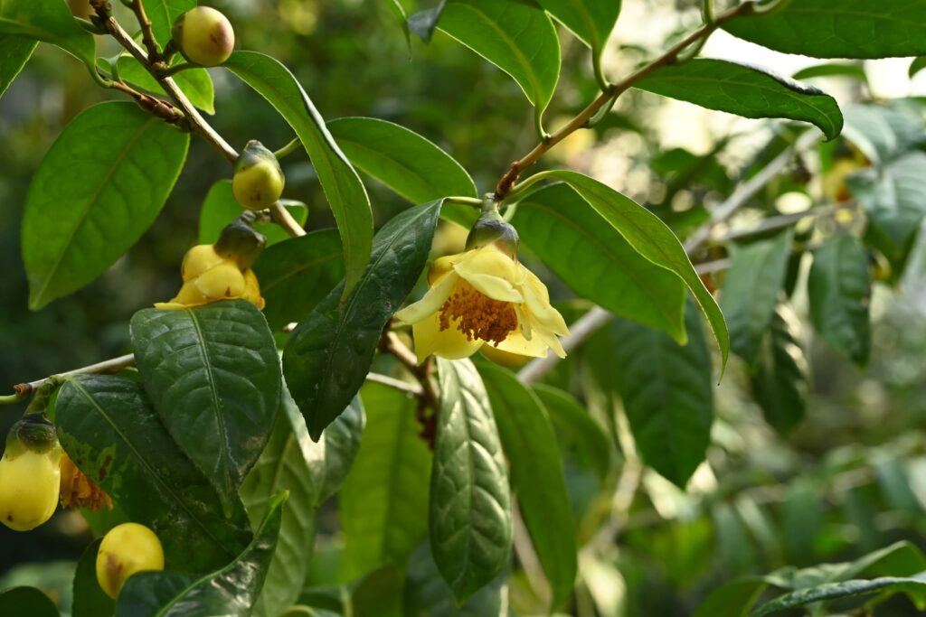 Japanese-Camellia-Camellia-japonica