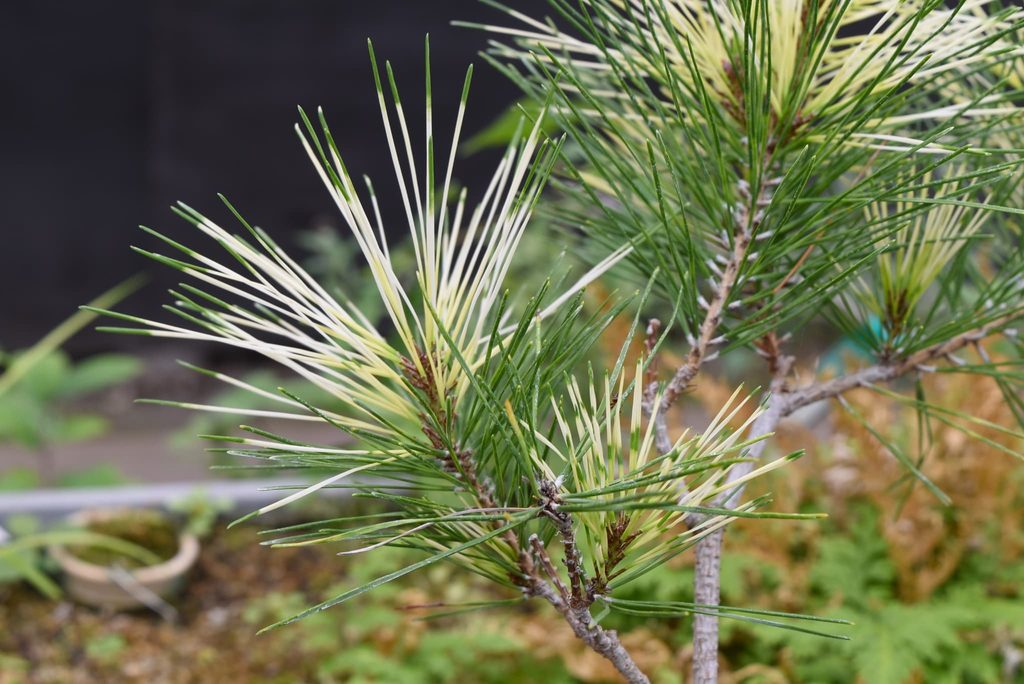 Japanese-Red-Pine-Pinus-densiflora