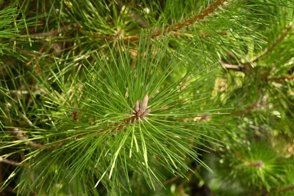 Japanese-Black-Pine-Pinus-thunbergii
