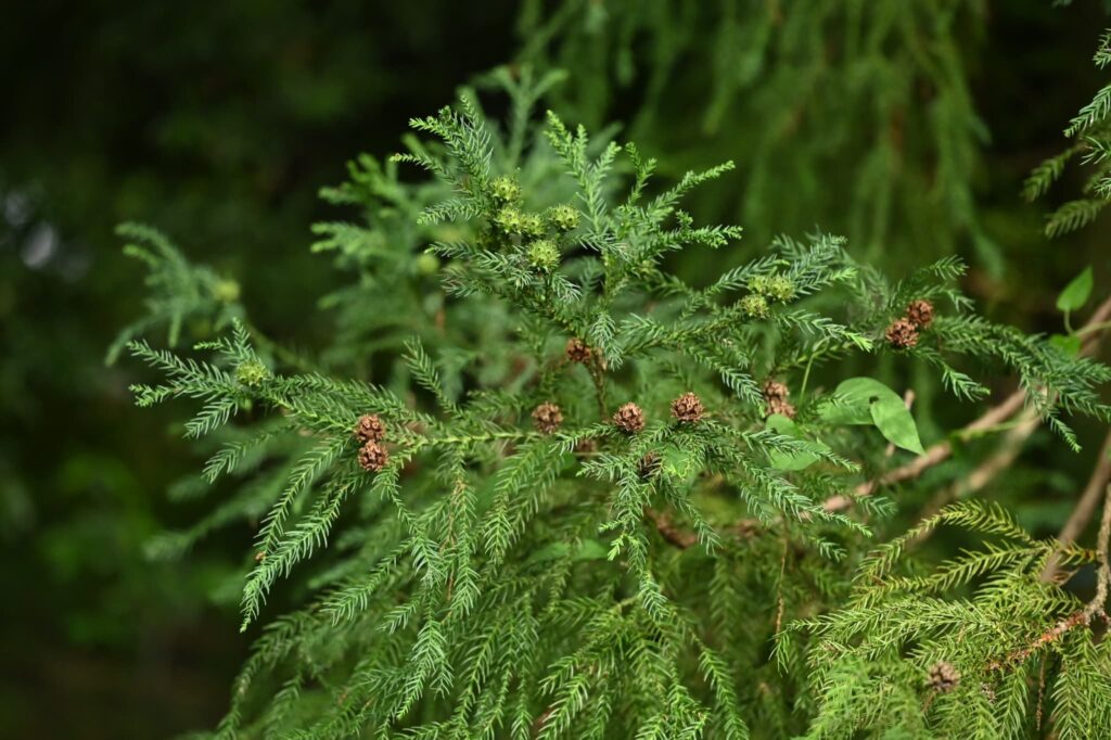 Japanese-Cedar-Cryptomeria-japonica