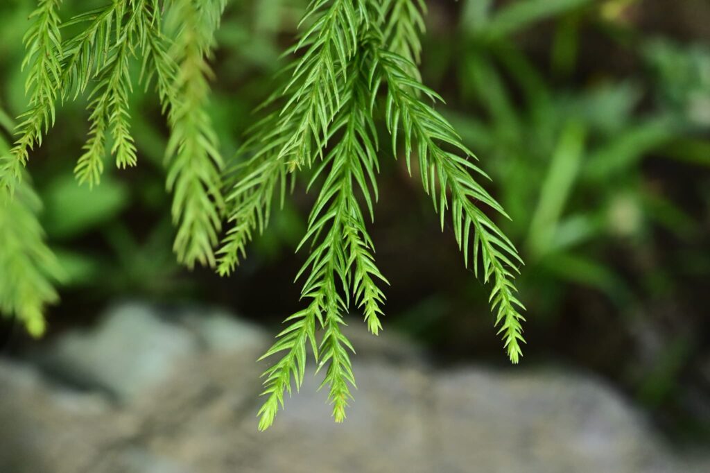Japanese-Cedar-Cryptomeria-japonica