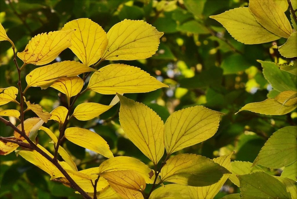 Japanese-Hackberry-Celtis-sinensis