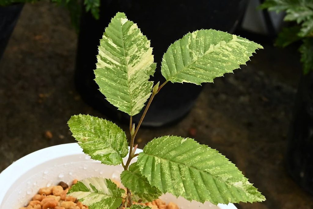 Japanese-Hornbeam-Carpinus-japonica