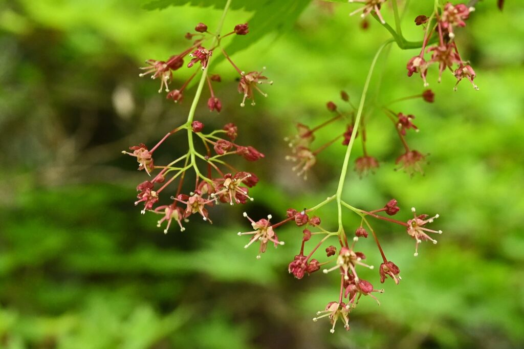 Japanese-Maple-Acer-palmatum