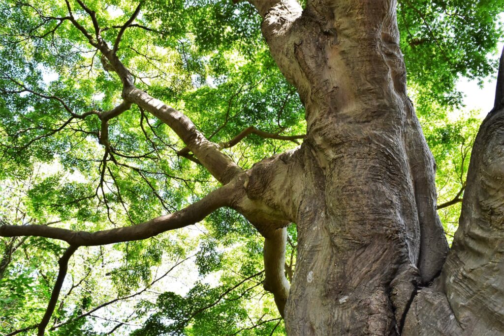 Japanese-Maple-Acer-palmatum