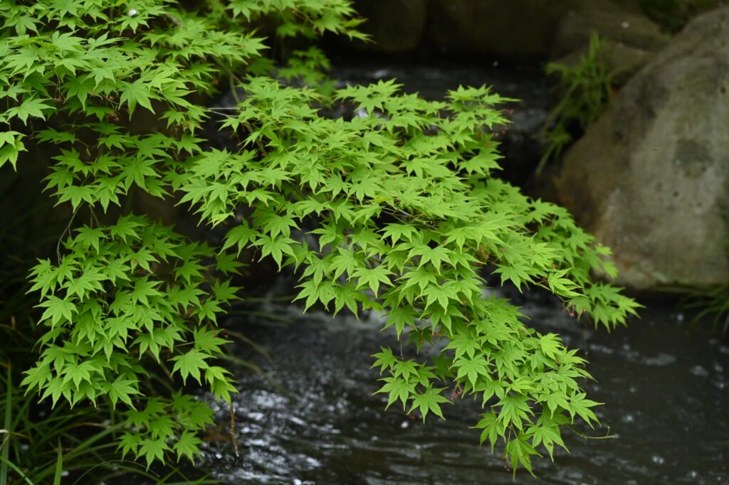 Japanese-Maple-Acer-palmatum