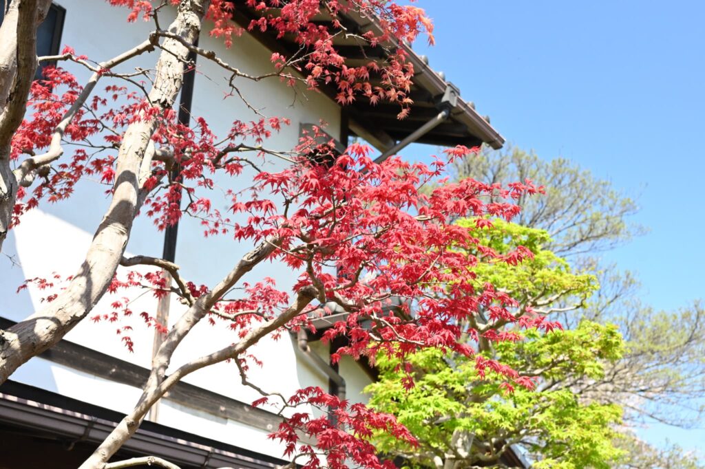 Japanese-Maple-Acer-palmatum