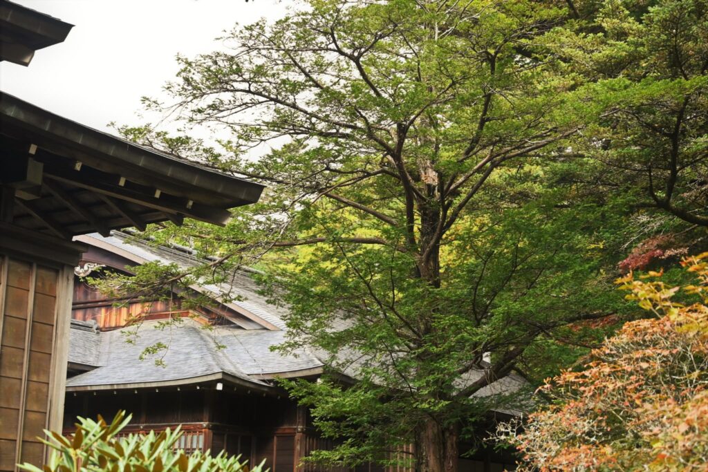 Japanese-Yew-Taxus-cuspidata