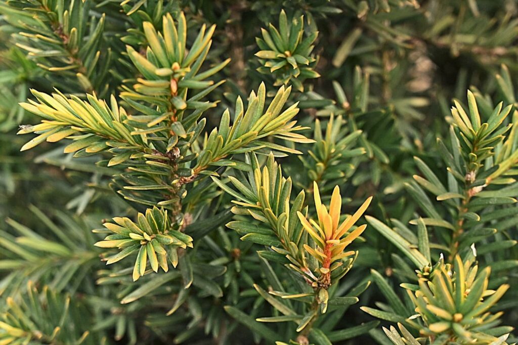 Japanese-Yew-Taxus-cuspidata