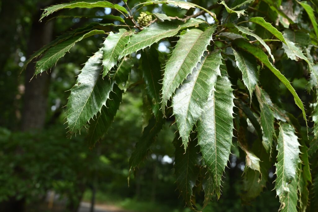 Japanese-Chestnut-Castanea-crenata 