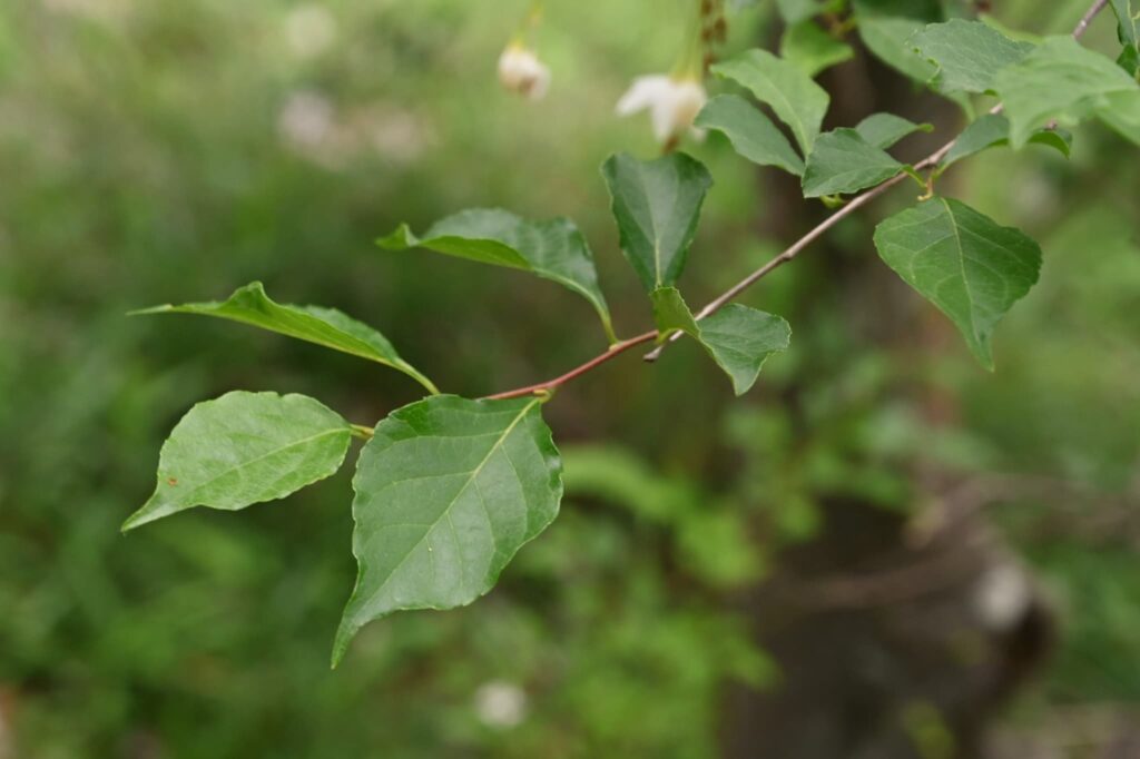Japanese Snowbell-Styrax japonica