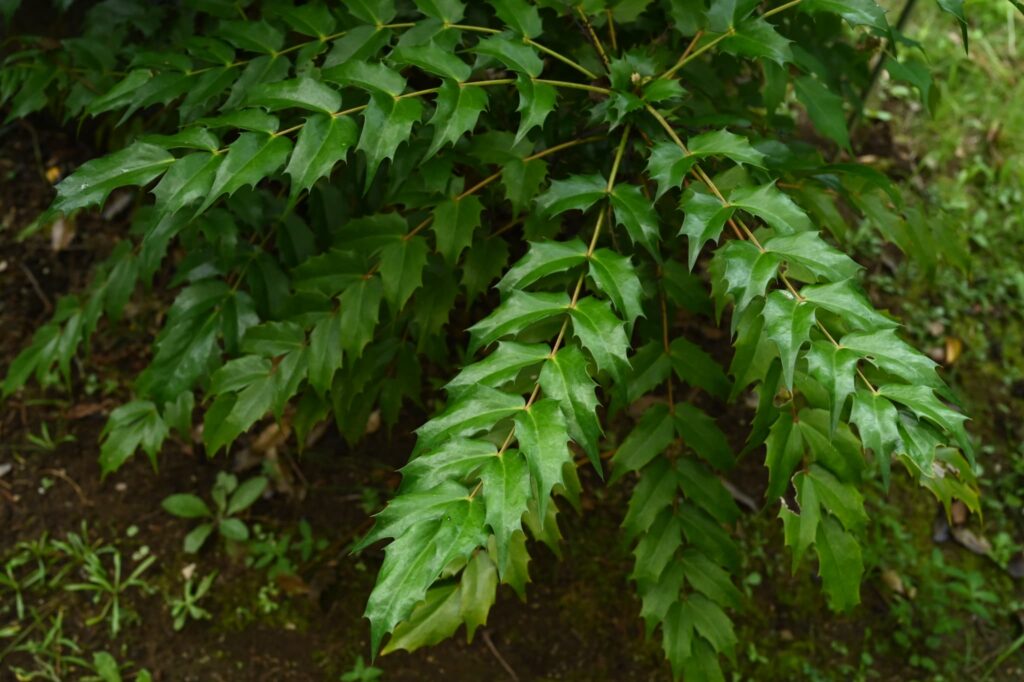 Heavenly-Bamboo-Nandina