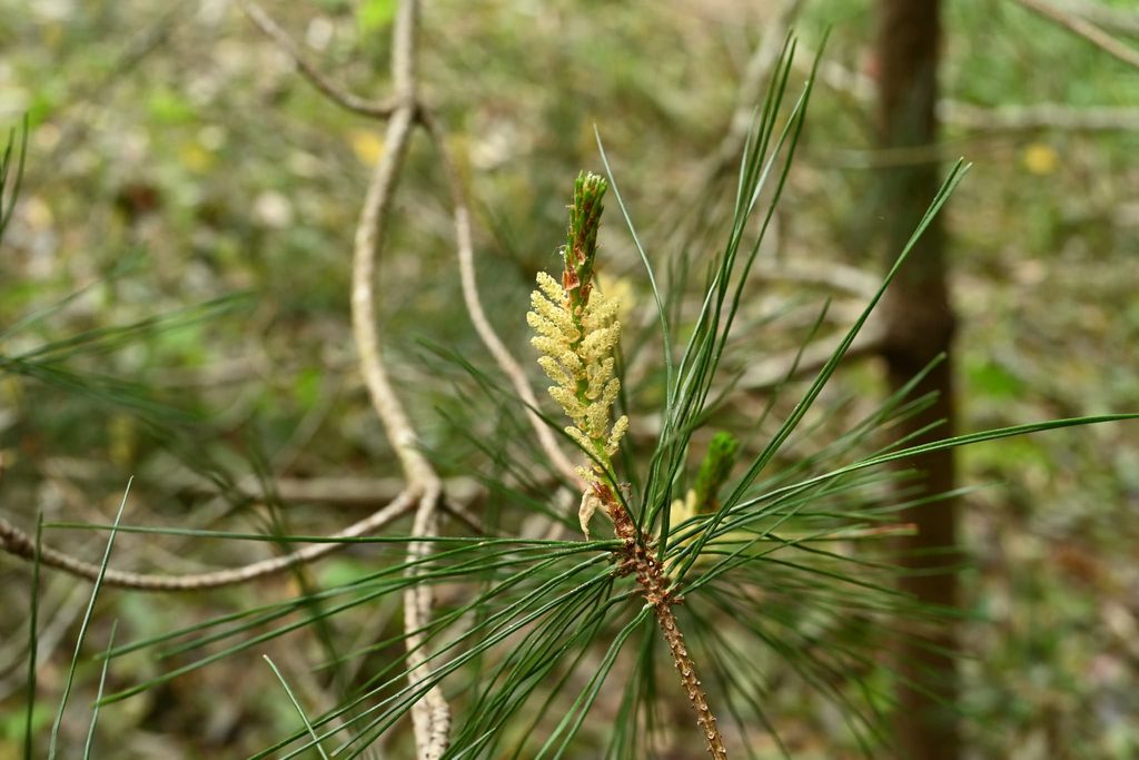 Japanese-Red-Pine-Pinus-densiflora